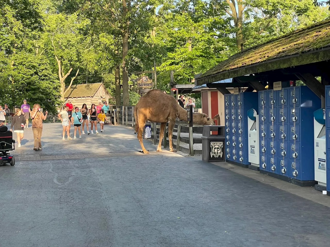 Camels stepped out for a stroll, and a run, through Cedar Point, videos show