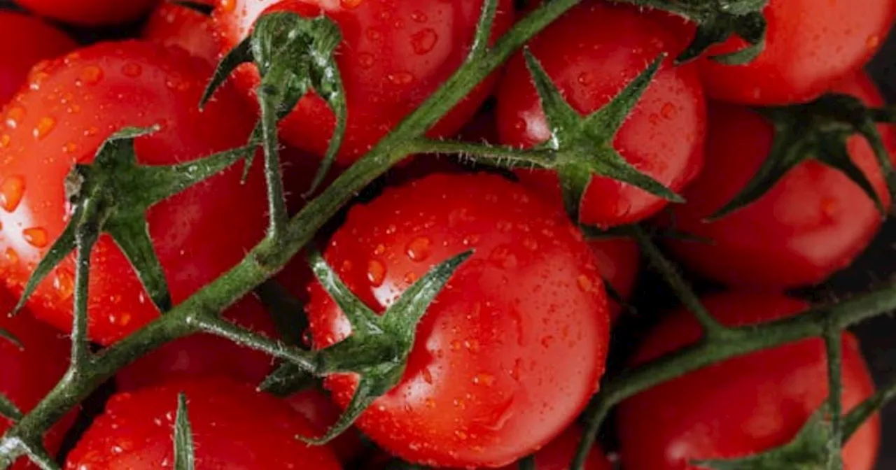 Est-ce que les tomates sont keto ?