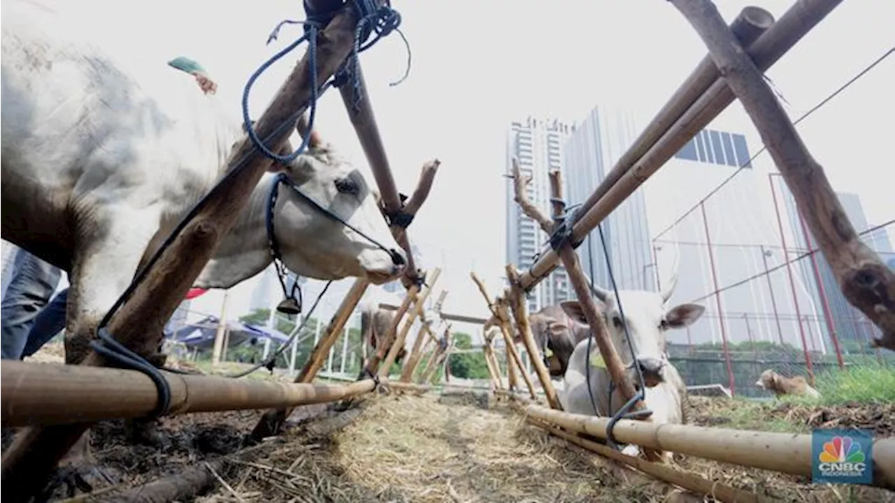 Lapak Kosong Jakarta Diburu Pedagang Sapi Kurban Bima