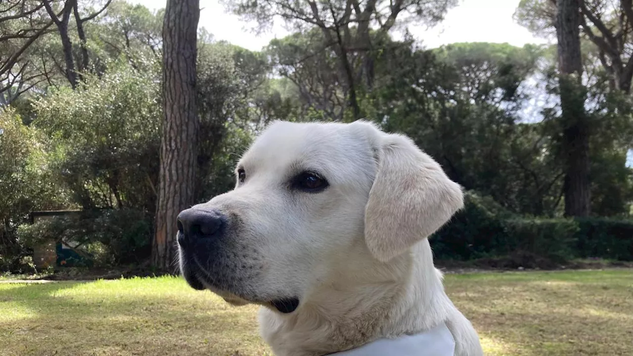 Giornata delle tartarughe marine, i «Tartadogs» in azione alla ricerca dei nidi delle Caretta Caretta