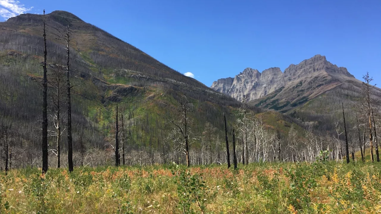 Bear attack closes trails, campgrounds in Waterton Lakes National Park