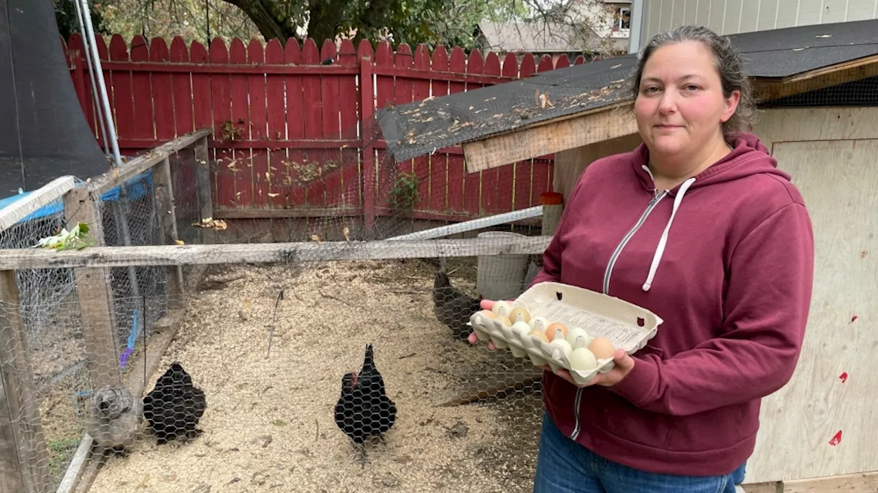 Ottawa Bylaw tells Orleans family to rehome their backyard chickens