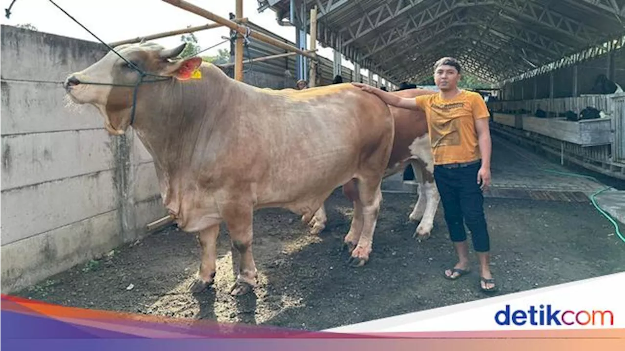 Jokowi Beli Sapi 1 Ton Seharga Rp 120 Juta dari Peternak di Lombok Barat