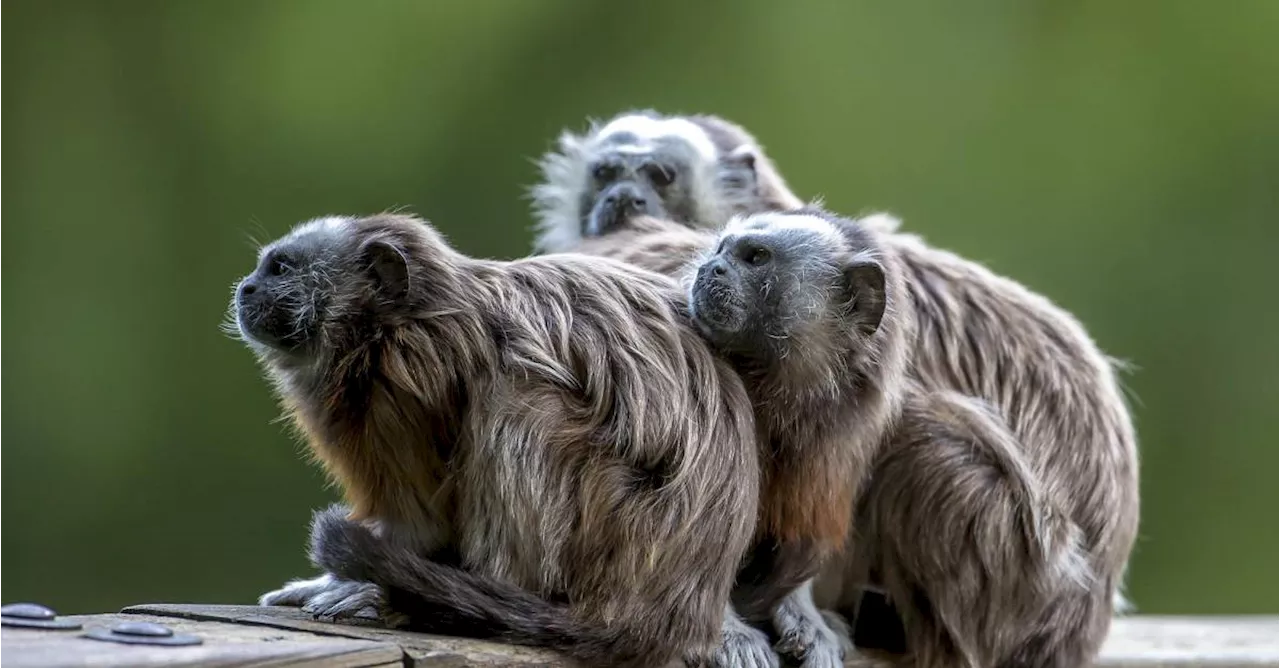 Monos tití están muriendo electrocutados en San Rafael, Antioquia