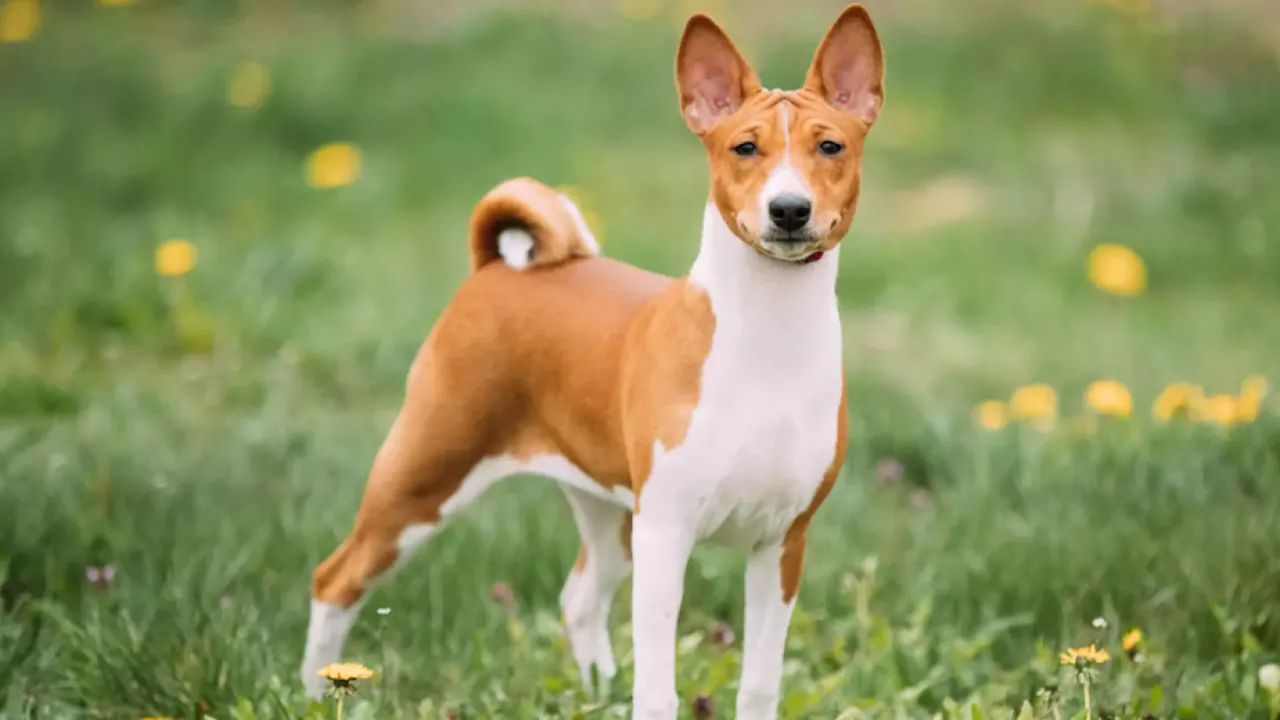 La raza de perro ideal para la convivencia al no enfermarse ni ladrar