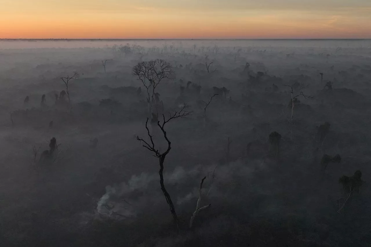 Fires ravage Brazil wetlands, incinerating snakes and monkeys