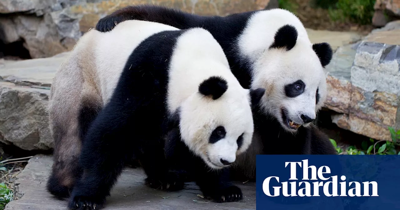 Panda diplomacy: Chinese premier Li Qiang could announce two new rare bears for Australia during state visit