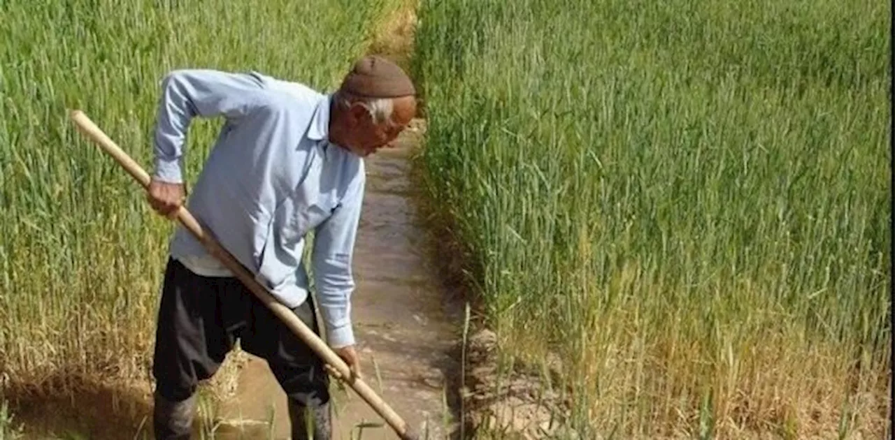 سالانه بیش از ۱۰۰ هزار بیمه‌نامه محصولات کشاورزی در کرمانشاه صادر می‌شود