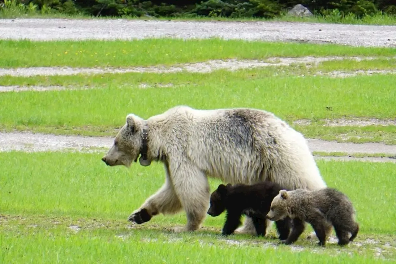 Raro urso-pardo branco morre após ser atropelado em rodovia canadense; filhotes tiveram mesmo fim horas antes