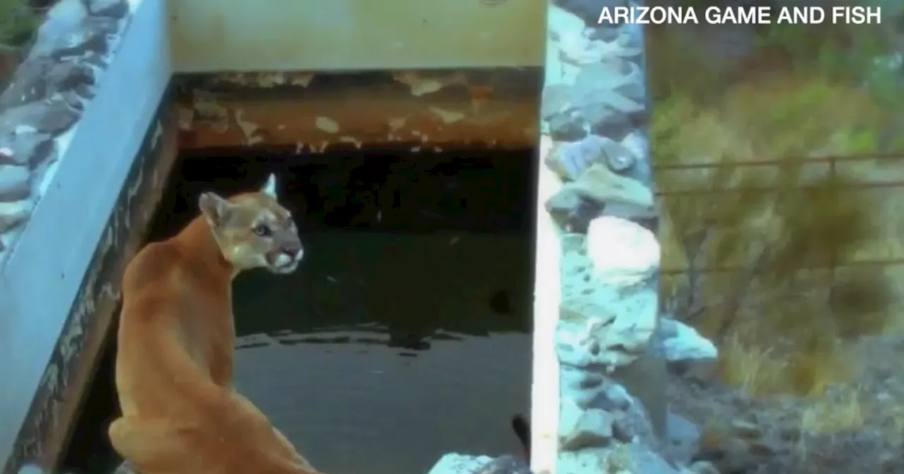 Arizona Game and Fish ensures wildlife survival through high summer temperatures