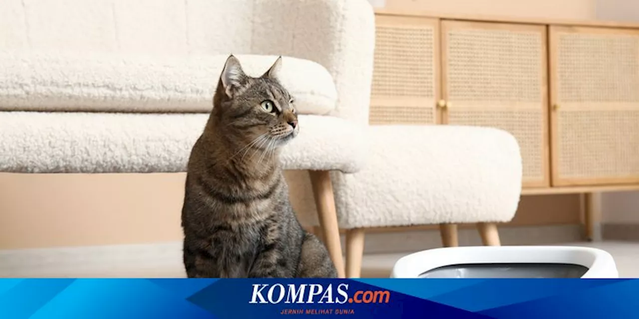 3 Cara Menghilangkan Bau Kencing Kucing dengan Bahan Alami