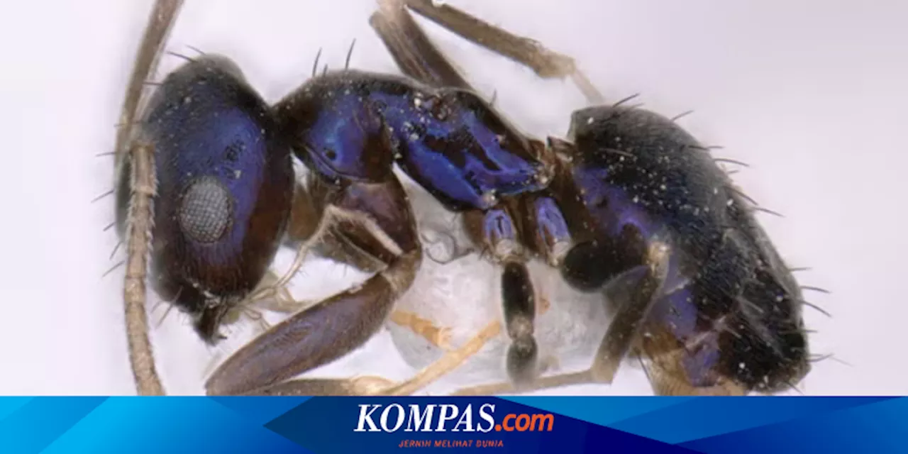 Unik, Peneliti Temukan Semut Berwarna Biru di Himalaya