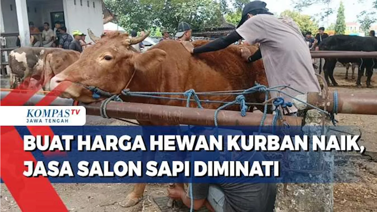 Buat Harga Hewan Kurban Naik, Jasa Salon Sapi Diminati