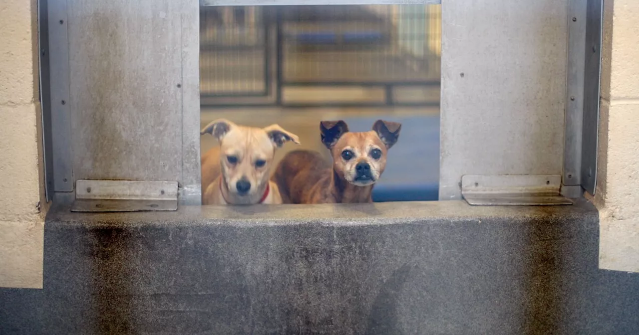 LA Animal Services Updating Shelter Policies After Dog Attacks Longtime Worker