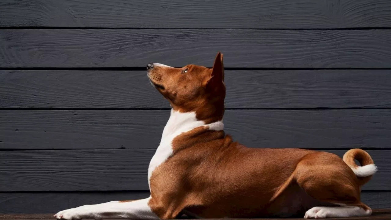 Esta es la raza de perro que debe tener en casa; no ladra, no es enfermizo y no genera alergia