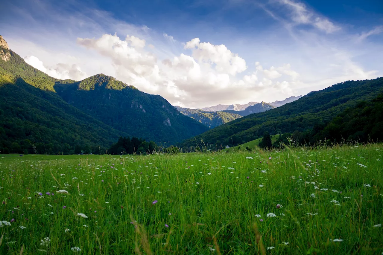 Simply looking at greenery can boost mental health, says new research