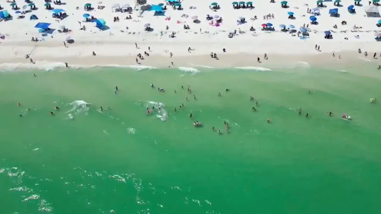 USA professor speaks on Florida shark bite incidents; What to do if you are attacked