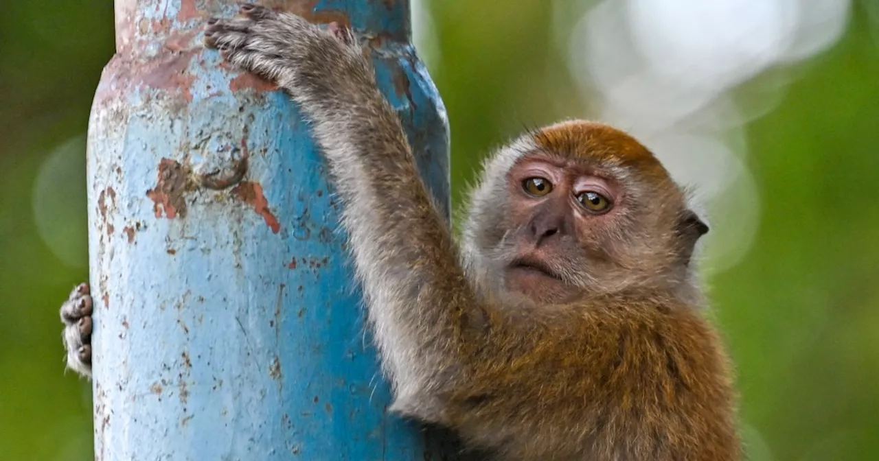 Georgia residents are fighting efforts to build a massive monkey-breeding facility in their city