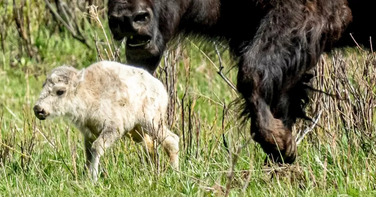 Reported birth of rare white buffalo calf in Yellowstone park fulfills Lakota prophecy