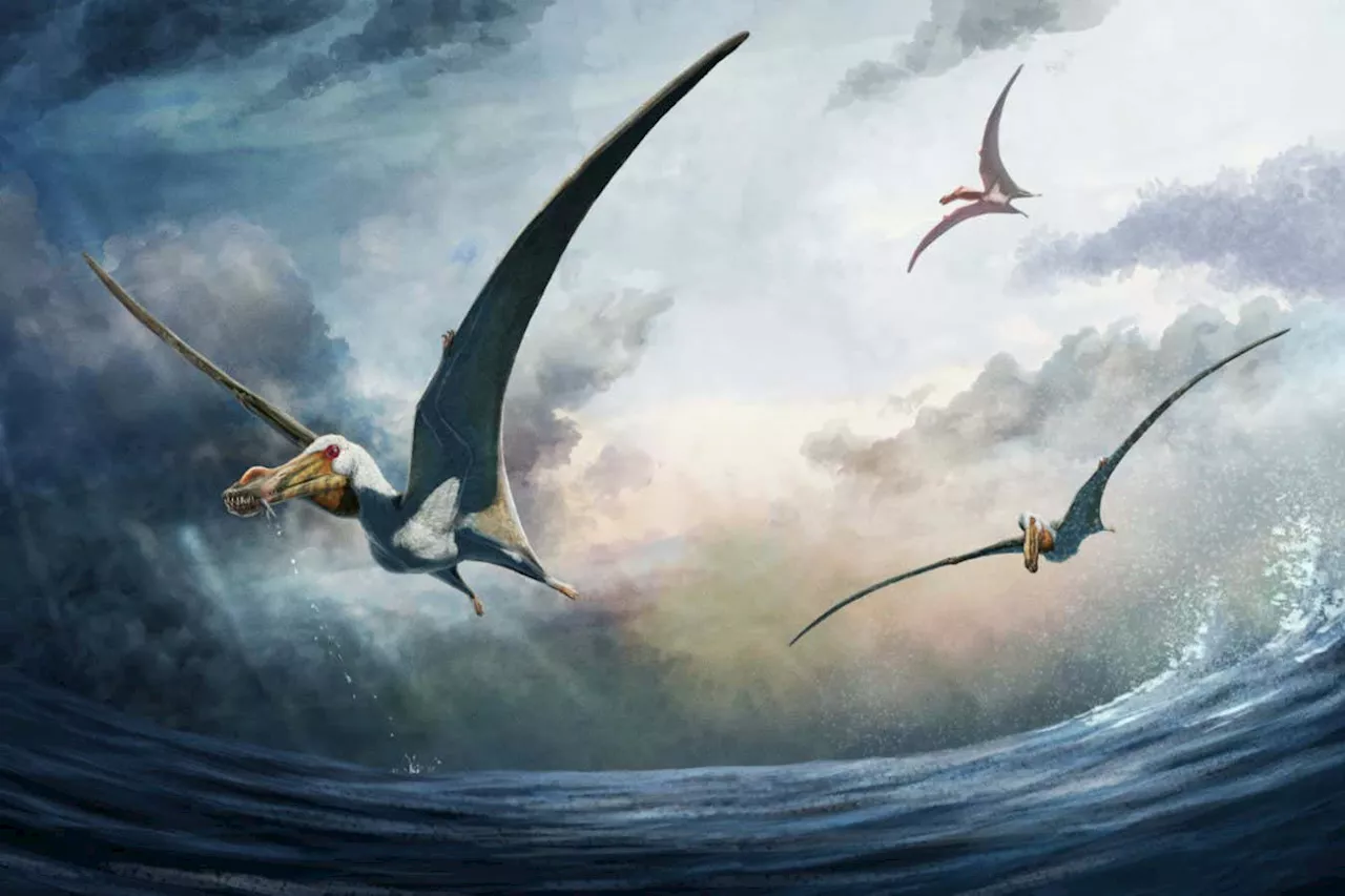 Australian pterosaur had a huge tongue to help gulp down prey