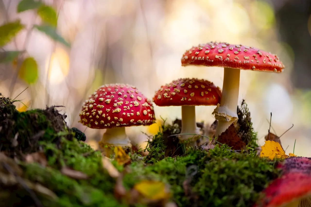 The unregulated sale of Amanita muscaria mushrooms needs a public health response