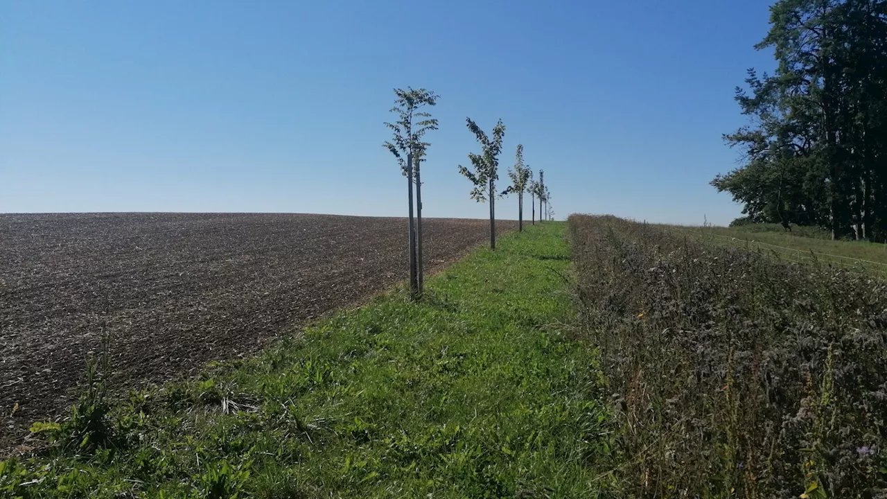 In Aderklaa wird über Agroforstwirtschaft informiert