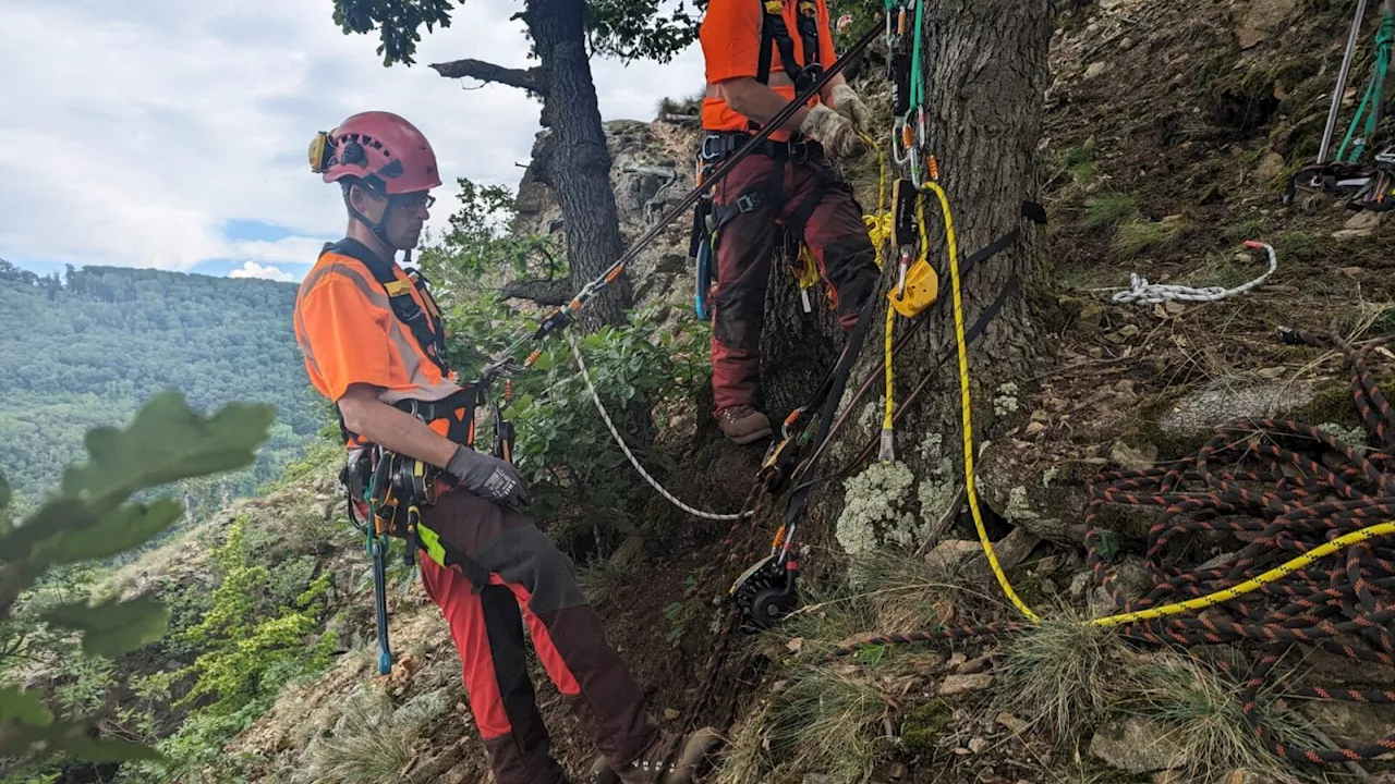 Warten auf Grobkonzept nach Felssturz in Aggstein