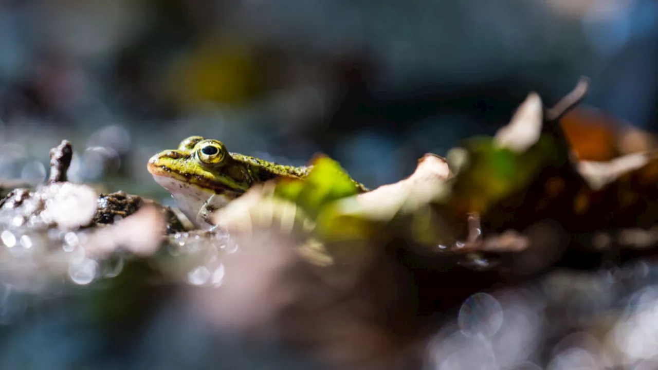 Zählung von Amphibien und Reptilien in Österreichs Gärten