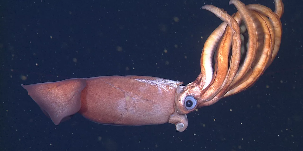 Advanced underwater robots discover deep-sea squid that broods giant eggs