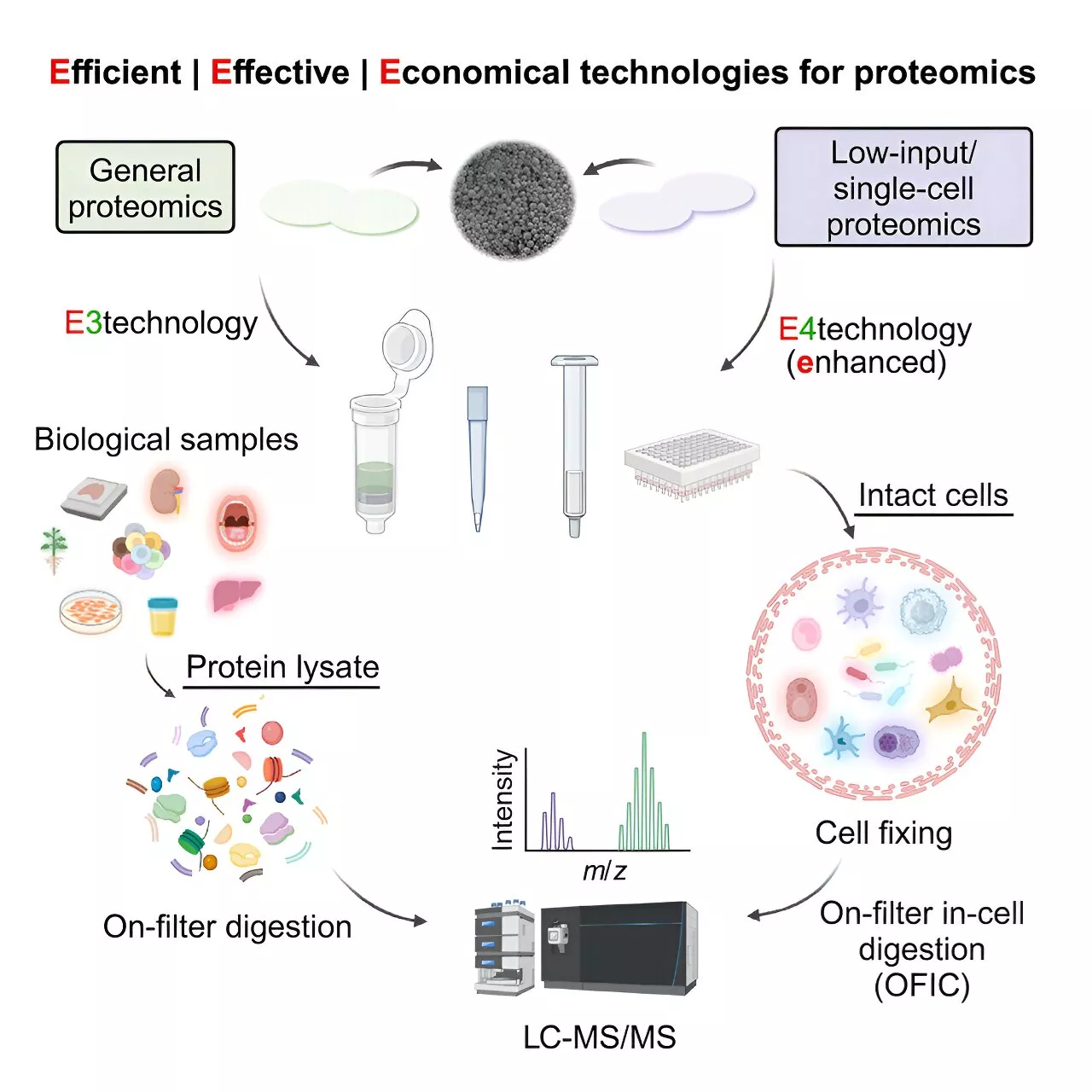 Scientists develop an easier, less expensive technology for proteome analysis