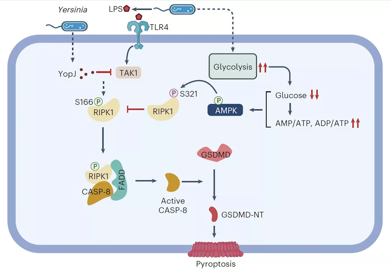 Scientists reveal molecular link between glucose sensing and pyroptosis cell death