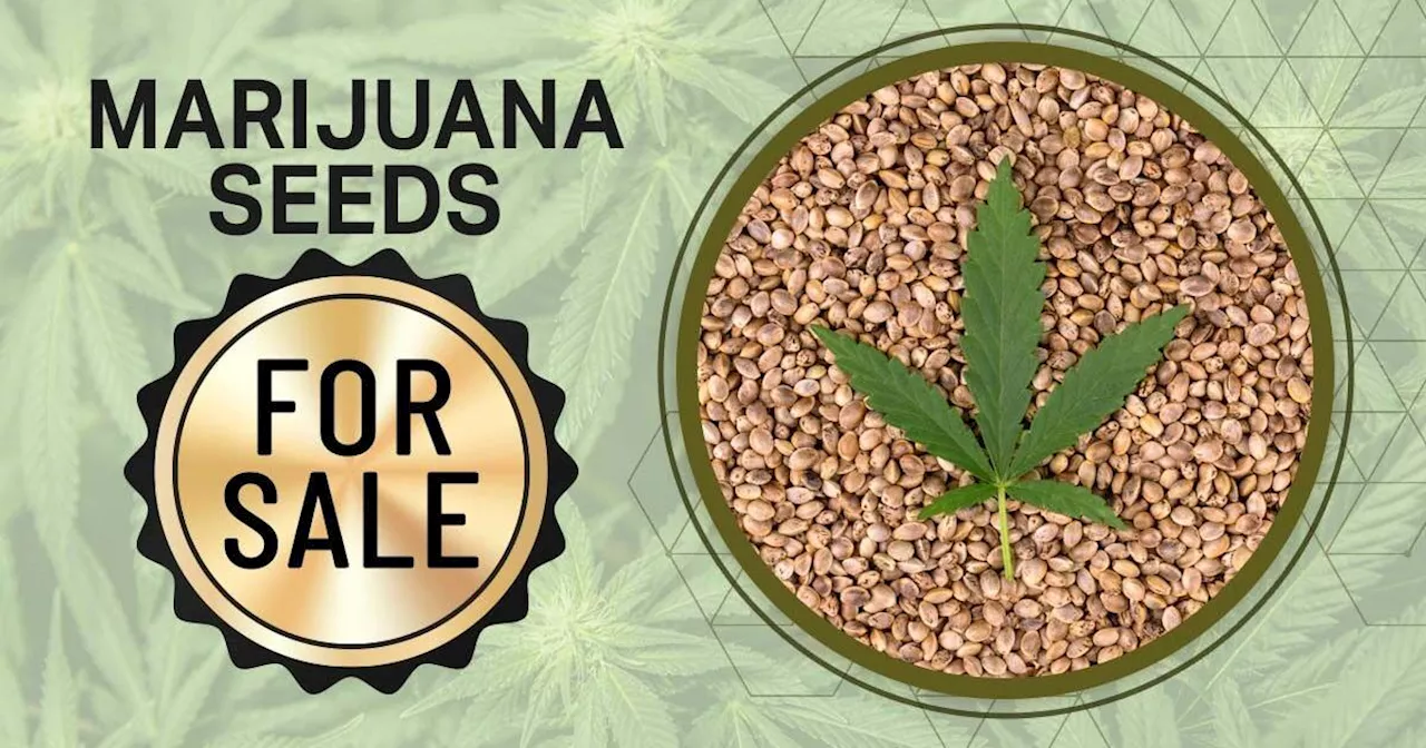 Best Seed Banks: Reputable Marijuana Seed Banks to Find Marijuana Seeds ...