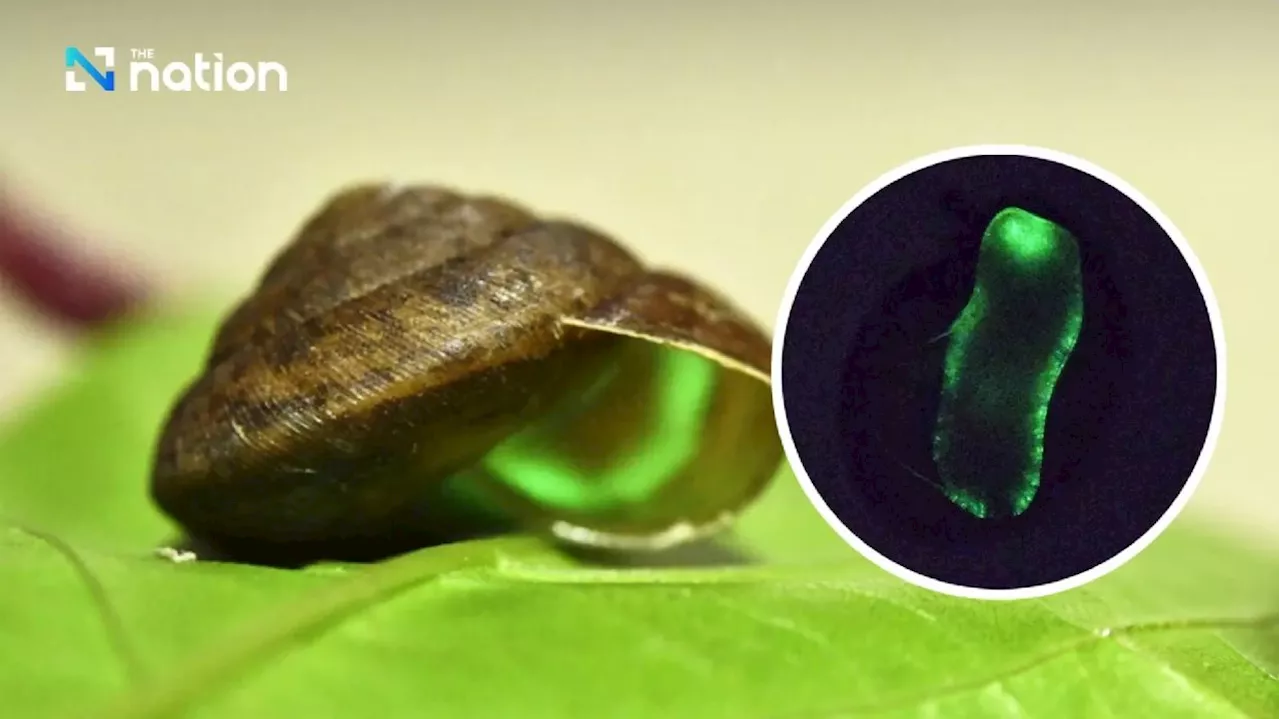 Thailand’s ‘living glow stick’ snail named mollusc of the year