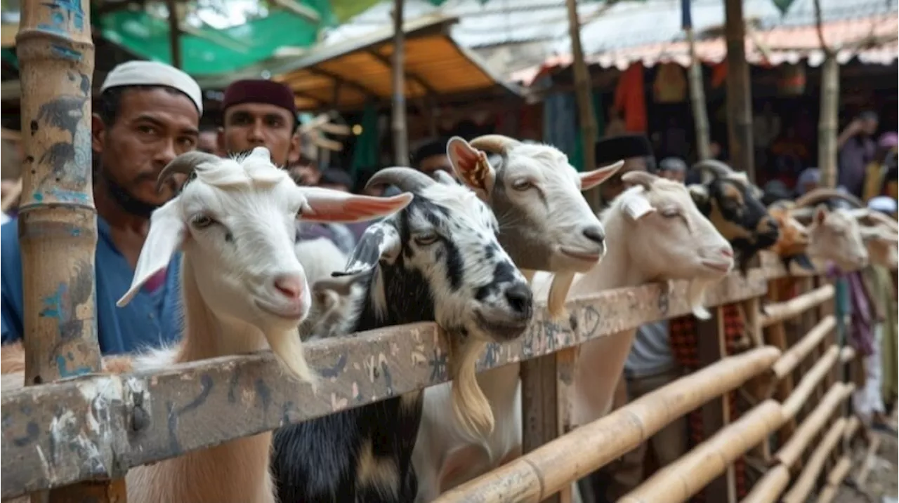 Bingung Bagi Daging Kurban? Ini 4 Cara Mudah Bedakan Daging Sapi dan Kambing saat Idul Adha!