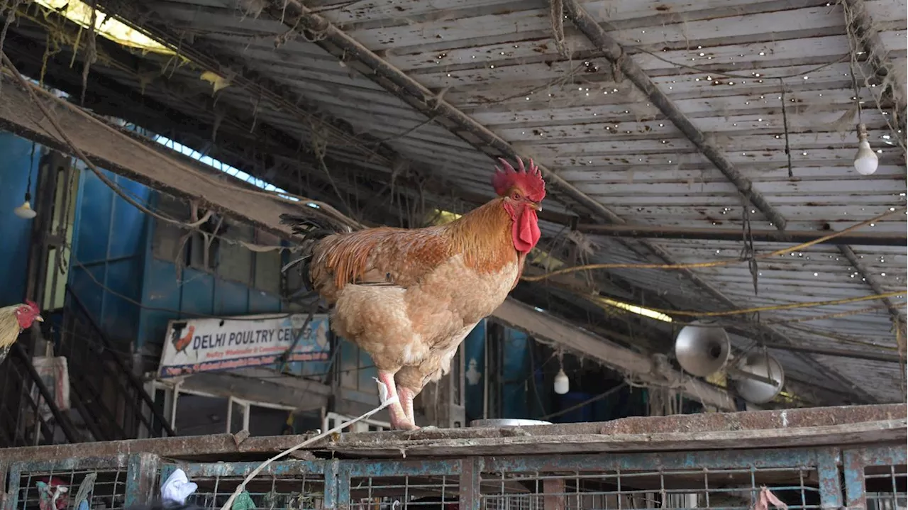 Vogelgrippe in Indien: Kind nach Infektion schwer erkrankt