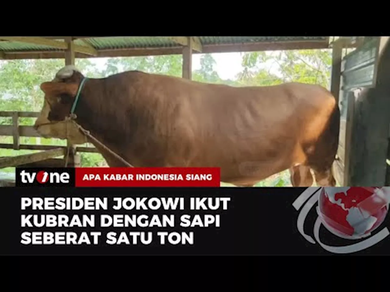 Penampakan Sapi Kurban Presiden Jokowi untuk Masyarakat Bone