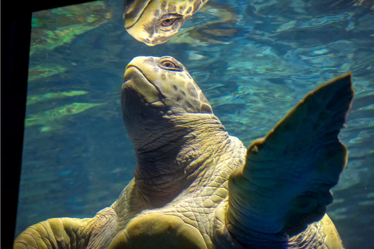 Myrtle the Turtle celebrates 54 years in Boston | United States | Head ...