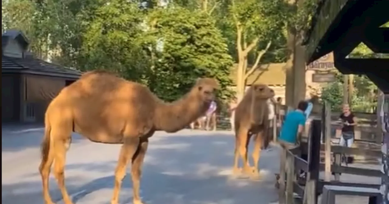 Happy Hump Day: Camels escape petting zoo at Cedar Point