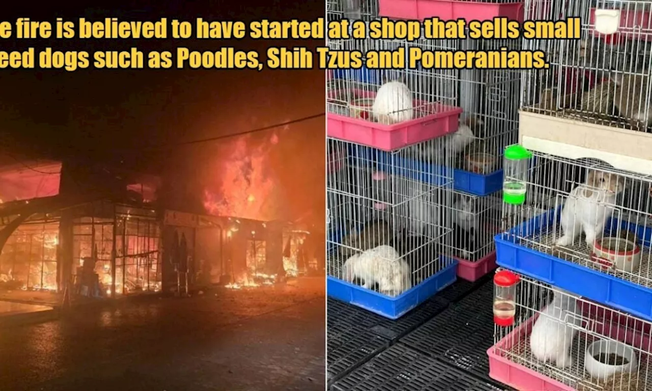 Over 1,000 Animals Have Tragically Died in a Huge Fire at Bangkok's Famous Chatuchak Pet Market