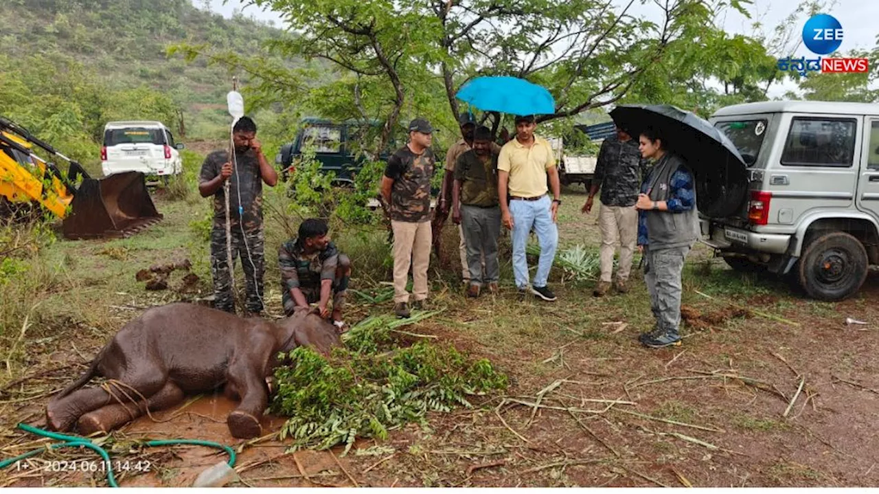 ಆನೆ ಮರಿಗೆ ಚಿಕಿತ್ಸೆ ಕೊಟ್ಟು ತಾಯಿ ಮಡಿಲಿಗೆ ಒಪ್ಪಿಸಿದ ಅರಣ್ಯ ಇಲಾಖೆ