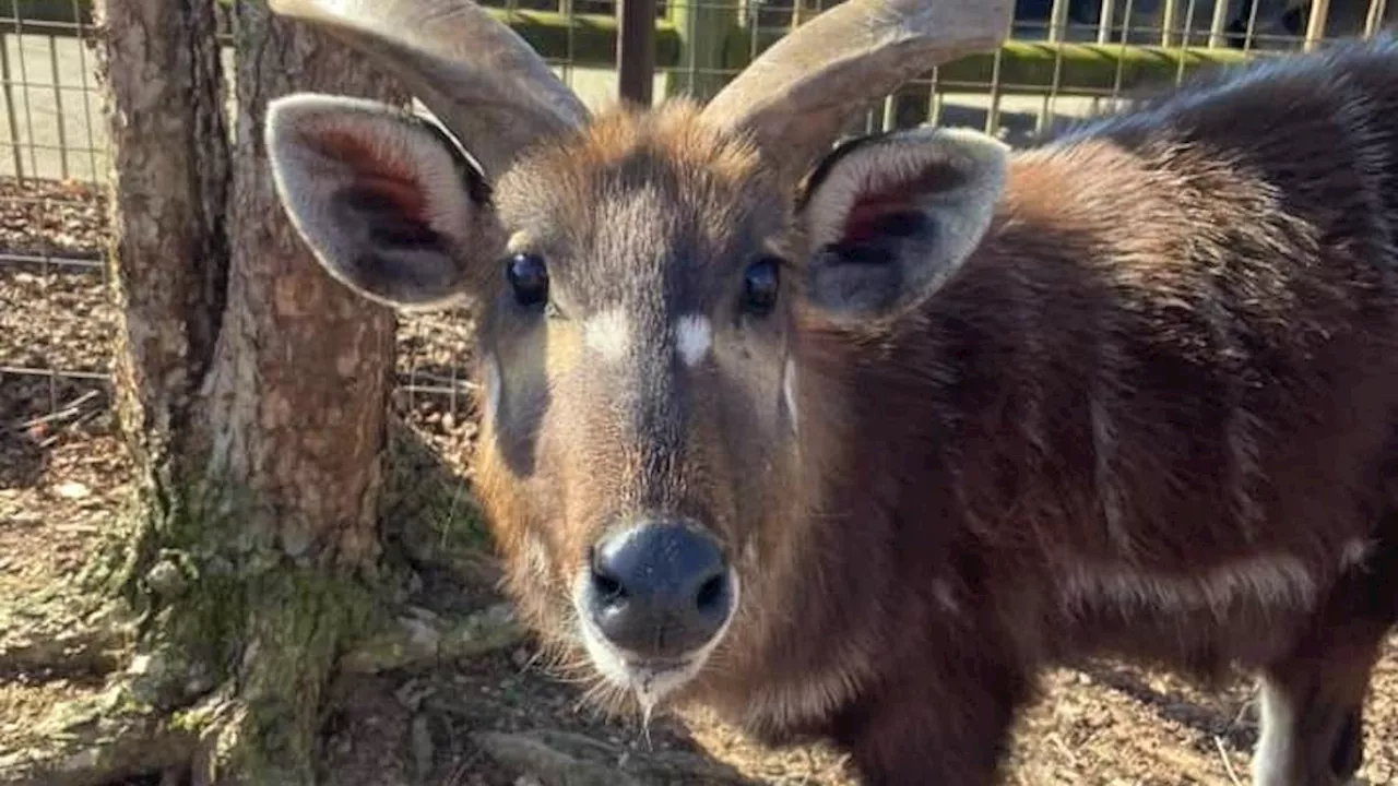 Zoo-Antilope erstickt an Plastikdeckel