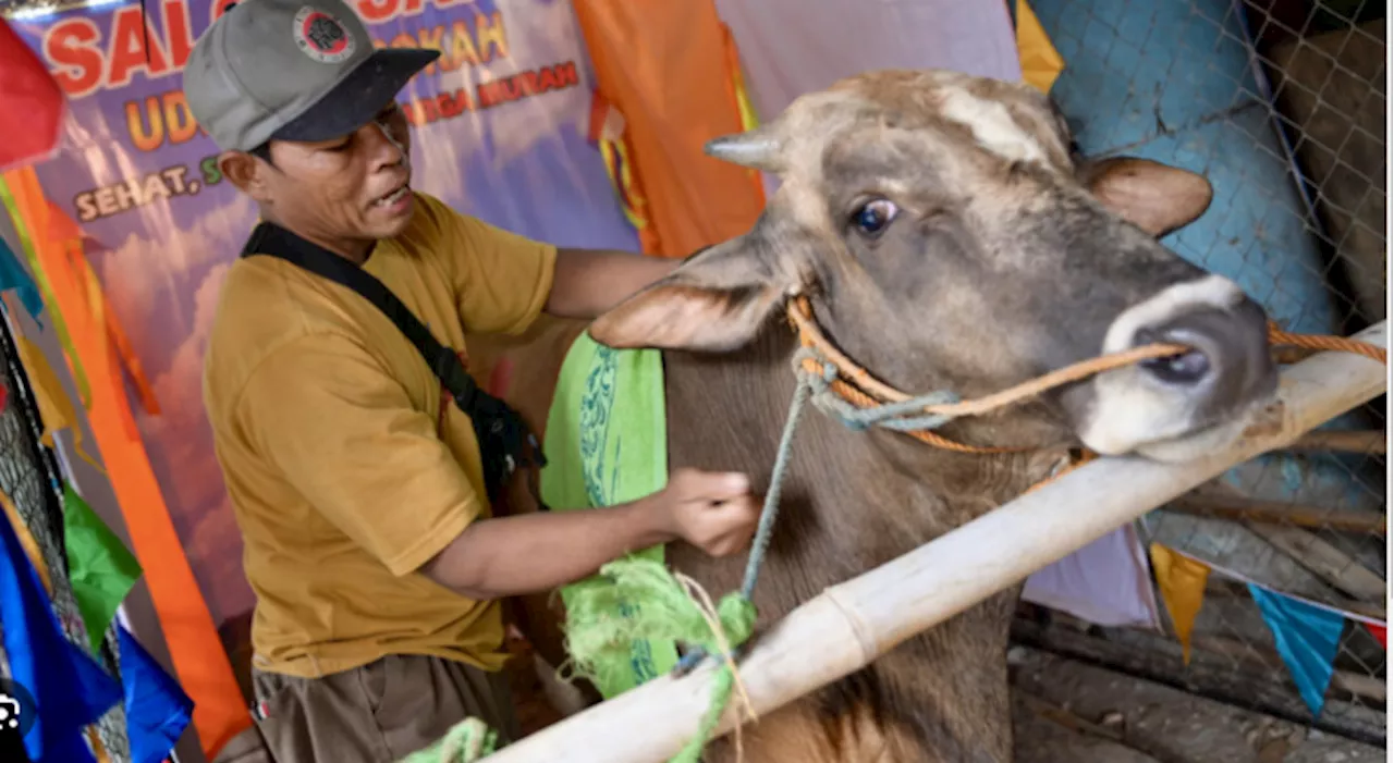 Indonesia salon gets cows in shape for Eid sacrifice