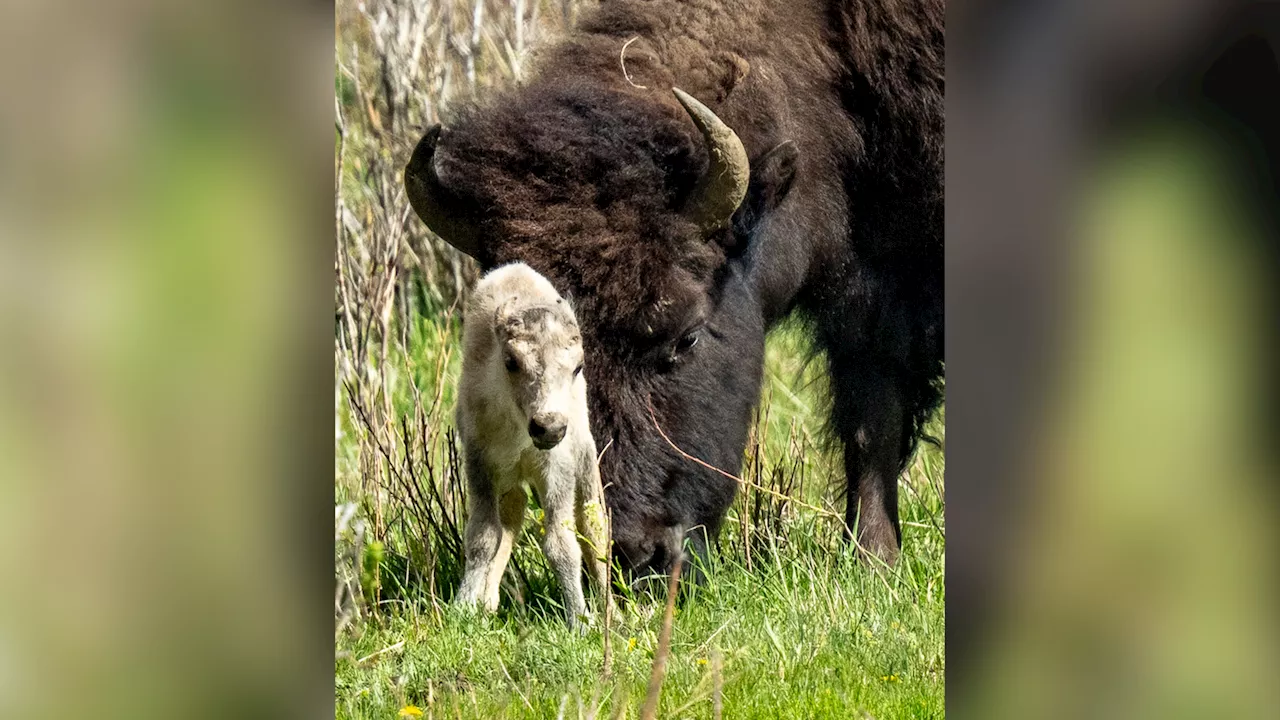 Reported birth of rare white buffalo calf in Yellowstone park fulfills Lakota prophecy