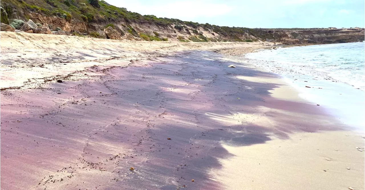 Mystery of pink sand washed up on state's beaches solved