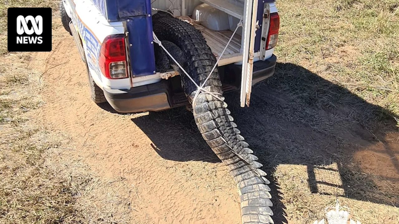 Large saltwater crocodile shot in Baines River and cooked up for community feast in Bulla