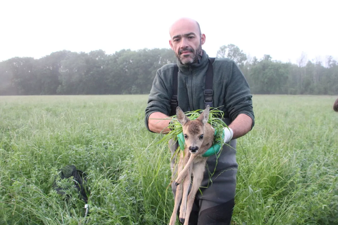 Yvelines : les chasseurs se mobilisent pour sauver les faons d’une mort certaine dans les champs