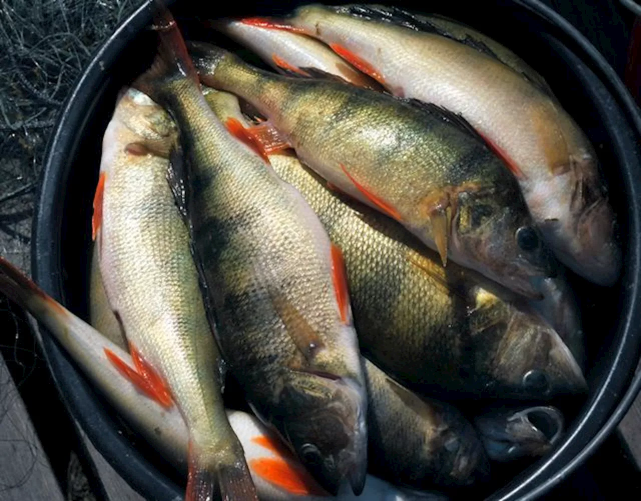 Se upp med Vätternfisk – förhöjd PFAS-halt