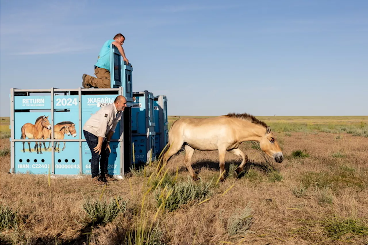 Kazakhstan, salvata specie di cavalli estinta in natura