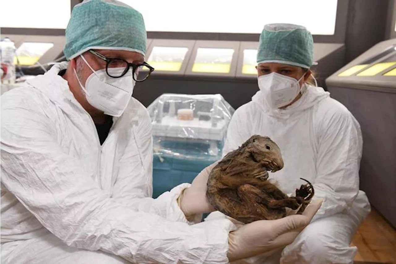 La Marmotta del Lyskamm trova casa nel Museo di Saint-Pierre