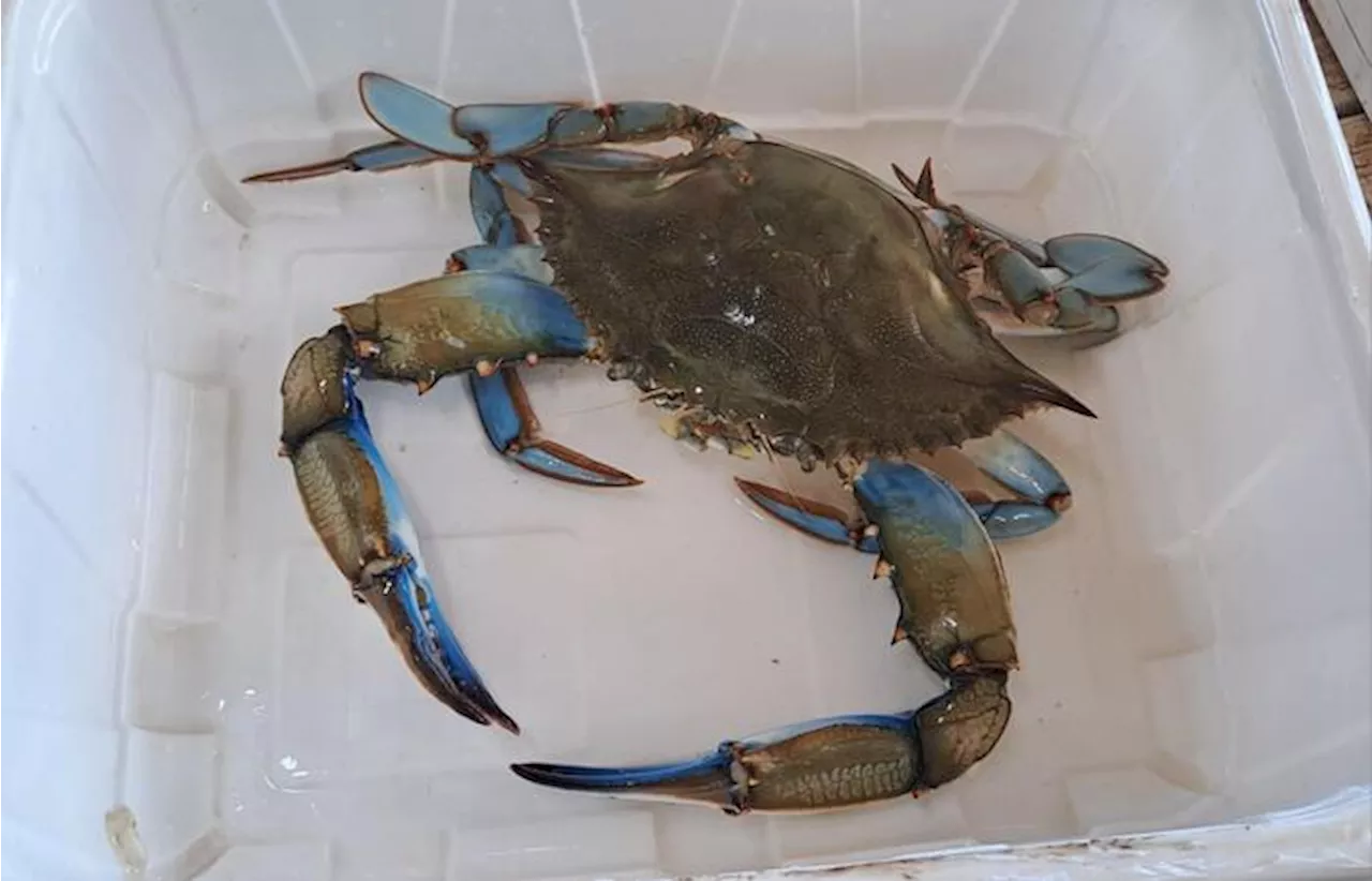 Nelle tavole del G7 arriva la zuppa di pesce con il granchio blu